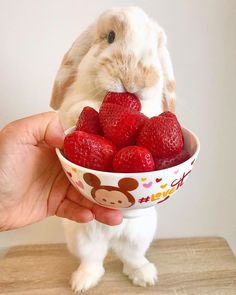 a bunny rabbit eating strawberries in a bowl