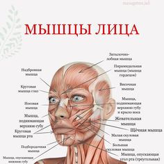 Массируя лицевые мышцы, можно избавиться от провисания кожи и разгладить морщины. Facial Anatomy, Face Anatomy, Rose Flower Pictures, Study Motivation, Biology, Anatomy, Medicine, Facial