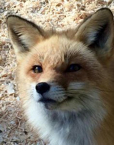 a close up of a small fox on the ground with wood shavings behind it