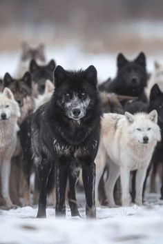 a large group of wolfs standing in the snow with one looking at the camera