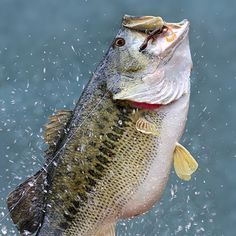 a large fish jumping out of the water