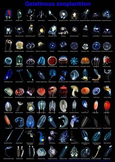 a poster with different types of jellyfishs on it's sides and the words gelatous zooplankton