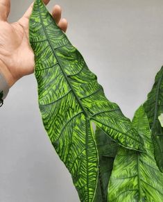 a person holding a green leaf in their hand