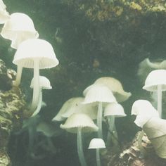 several white mushrooms growing on the side of a rock