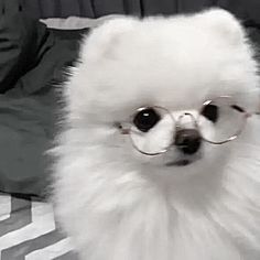 a small white dog wearing glasses on top of a bed