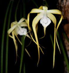 two yellow and white orchids with green leaves in the dark, on a tree branch