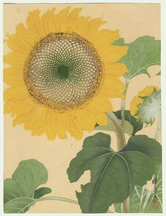 a drawing of a sunflower with green leaves on the bottom and yellow petals on the top