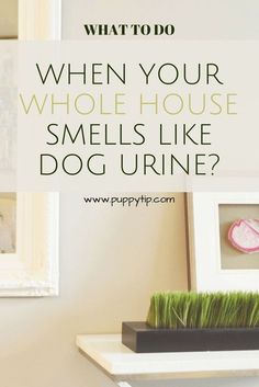 a dog is sitting on top of a shelf with grass in front of it and the words, when your whole house smells like dog urine?