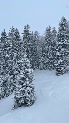 snow covered evergreen trees in the distance