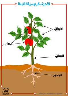 the parts of a tomato plant labeled in arabic and english with pictures on each side