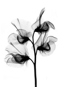 black and white photograph of three flowers