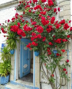 red roses growing on the outside of a building with blue doors and windows, in front of a potted plant