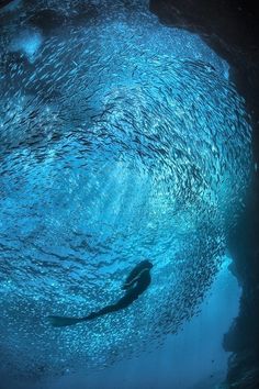 a large group of fish swimming in the ocean