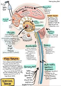 #brain #brainpower #neuroscience Mental Reminder, Therapy Infographic, Organisational Behaviour, Brain Diagram, Therapists Office, Nervus Vagus, Exam Day, Brain Facts