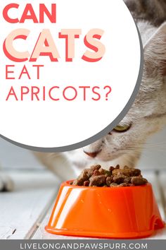 a cat eating out of an orange bowl with the words can cats eat apricots?