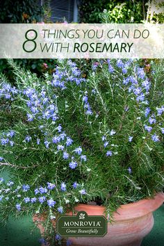 a potted plant with blue flowers in it and the words things you can do with rosemary