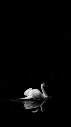 a white swan floating on top of a body of water