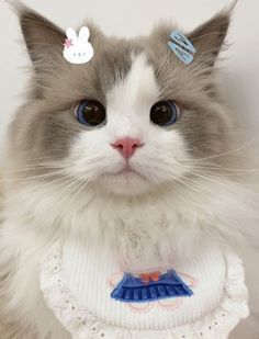 a gray and white cat with blue eyes wearing a sweater