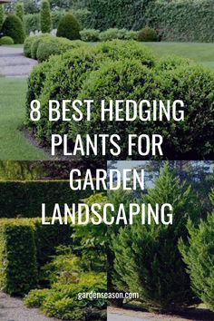 the words 8 best hedging plants for garden landscaping