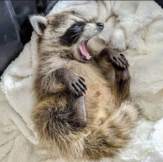 a raccoon is yawning while laying on its back in a blanket