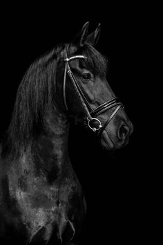 a black and white photo of a horse in the dark with its head turned to the side