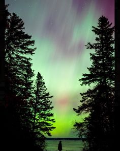 a person standing in front of some trees with the aurora behind them on a green and purple sky