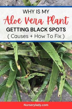 aloe vena plant with text overlay saying why is my aloe vena plant getting black spots? cause + how to fix