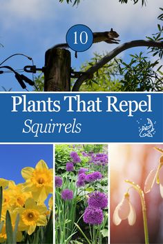 the top ten plants that repel squirrels are featured in this postcard image