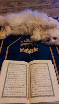 a white cat laying on top of an open book