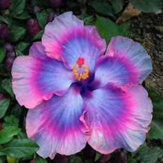 a blue and pink flower in the middle of some leaves with other flowers around it