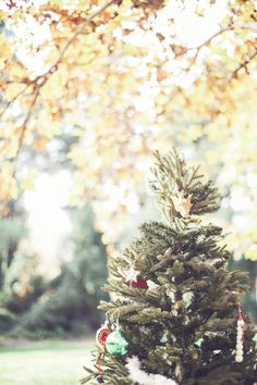 a small christmas tree in the middle of some grass and trees with yellow leaves on it