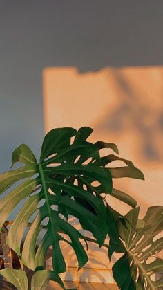 a large green plant sitting on top of a wooden table next to a white wall