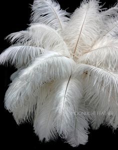 white feathers arranged in the shape of a flower