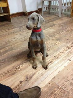 a brown dog sitting on top of a wooden floor next to a person's foot