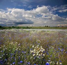 a field full of blue and white flowers under a cloudy sky