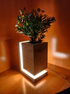 a potted plant sitting on top of a wooden table next to a light bulb