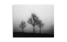 three trees in the fog on a hill with birds flying over them, black and white photograph