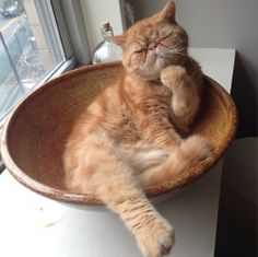 an orange cat laying in a bowl on a window sill with its eyes closed