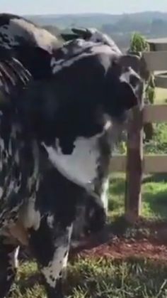 a black and white cow standing next to a fence