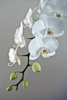 white orchids are arranged on a gray background