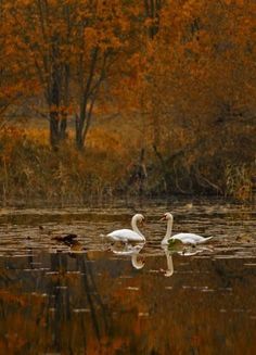 two white swans swimming in a pond surrounded by trees with orange leaves on the ground