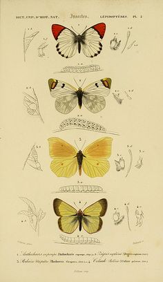 four different types of butterflies on a white paper with black and red ink writing in the center