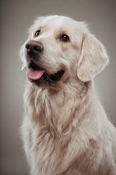 a close up of a dog with its tongue out