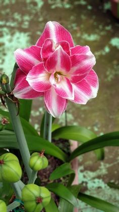 a pink and white flower in a pot