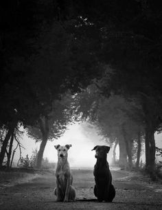 two dogs sitting in the middle of a forest