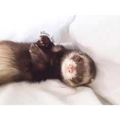 an animal that is laying down on a white bed sheet with its head resting on it's back