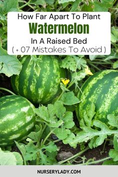 watermelon growing in the garden with text overlay saying how far apart to plant watermelon in a raised bed