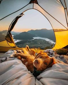 a dog laying on top of a bed next to a tent with mountains in the background