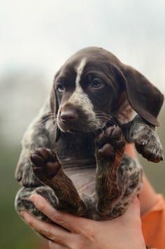 a person holding a puppy in their hands