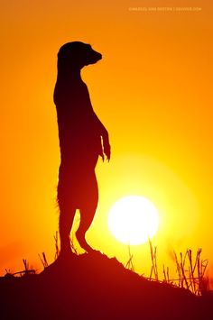 the silhouette of a dog standing on its hind legs with the sun in the background